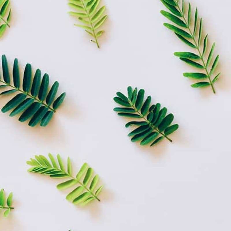 Green leaves places in a circular pattern on a white background, e-Surgery environmental policy